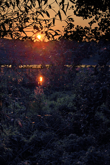 Nature, Sunset, Bush, Reflection, Dark, Branches HD phone wallpaper