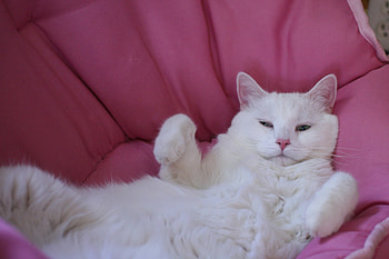Results of Dinner , chair, pink, cat, sleep HD wallpaper