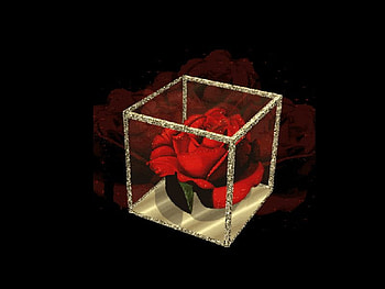 Rose, black, red, flower HD wallpaper