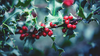 Holly Tree, ast , Stunning backgrounds, High definition HD wallpaper