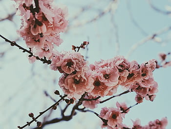 Close-up of delicate pink cherry blossoms in full bloom during spring in vibrant nature. HD wallpaper