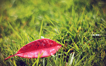 Grass, Autumn, Macro, Leaf, Sheet, Lawn, Fallen HD wallpaper