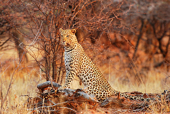 Animals, Nature, Leopard, Predator, Wild Cat, Wildcat, Grace HD wallpaper