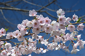 Flowers, Sakura, Petals, Branch, Spring HD wallpaper