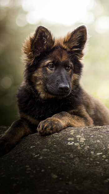 puppy, baby animal, dog, Animal, german shepherd HD phone wallpaper