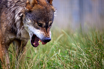 Animals, Grin, Predator, Wolf, Wildlife HD wallpaper