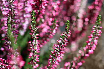 Some flowers, purple, pink, pretty, flowers, nature, spring HD wallpaper