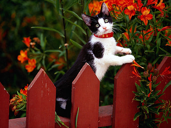 Animals, Kitty, Kitten, Spotted, Spotty, Fence, Climb HD wallpaper