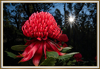 WARATAH FLOWER, NATURE, FLOWERS, , FRAMED HD wallpaper