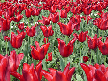 Plants, Flowers, Background, Tulips HD wallpaper
