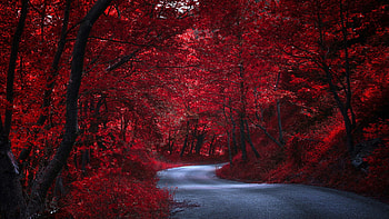 Red forest , Autumn beauty, Tree leaves, Woody plant HD wallpaper