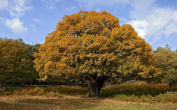 Beautiful oak tree , Nature's grandeur, Captivating backgrounds, Breathtaking visuals HD wallpaper