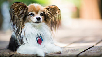 Papillon Dog, Dog breed HD wallpaper