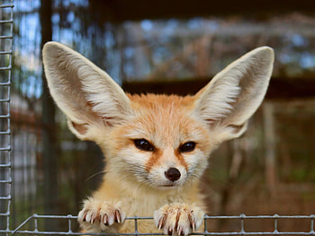 Fennec Fox, Exotic pet choice, Desert fox, Fascinating companion HD wallpaper