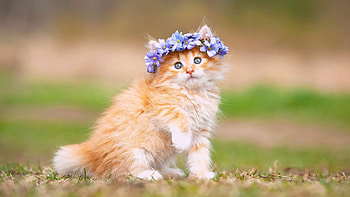 Maine Coon kitten, Beautiful cat , , Mobile, Tablet HD wallpaper