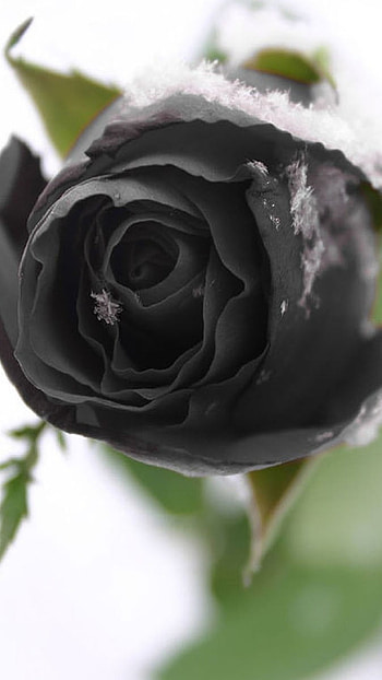 Black Rose, Beautiful, Black, Rose HD phone wallpaper