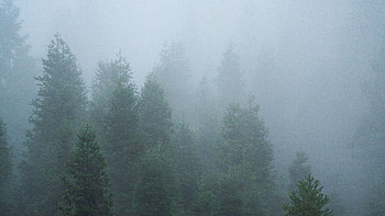 Foggy spruce forest, Mysterious ambiance, Nature's veil, Dark HD wallpaper