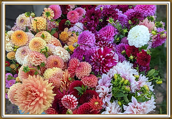 DAHLIA FLOWERS, PRETTY, NATURE, FLOWERS HD wallpaper