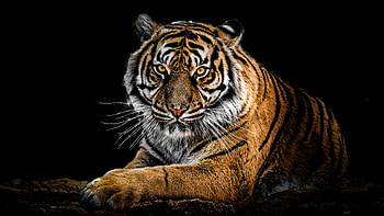 Guardian Of The Jungle, tiger, zoo, animals HD wallpaper