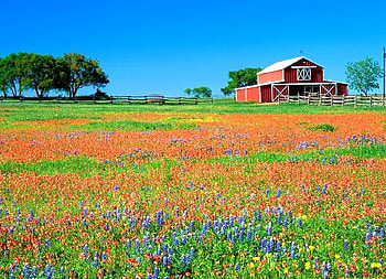 Wild Flowers, beautiful, flowers, wild HD wallpaper