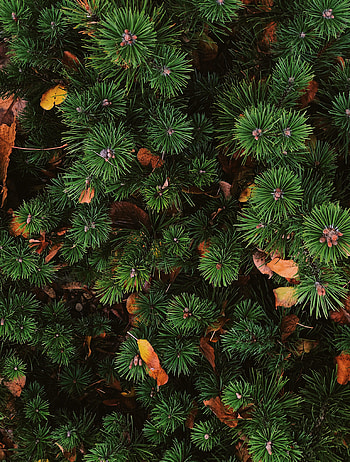 Nature, Needle, View From Above, Plant, Spruce, Fir HD phone wallpaper