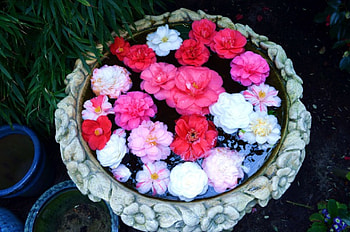 Wonderful Camelia, assembled, park, pot, blossoms HD wallpaper
