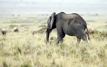Animals, Nature, Grass, Field, Elephant HD wallpaper