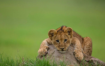 Charming lion , Roaring beauty, Majestic creatures, Striking HD wallpaper