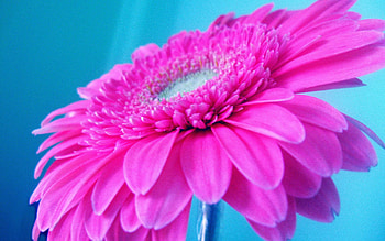 Pink, Flower, Macro, Petals, Beautiful HD wallpaper