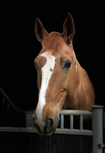 Horse, animal, muzzle HD phone wallpaper