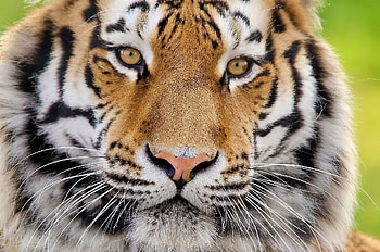 Animals, Fluffy, Muzzle, Predator, Tiger HD wallpaper