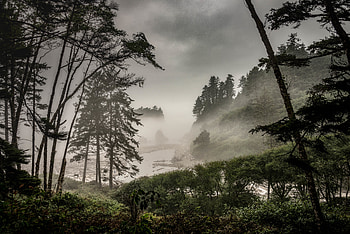 Nature, Bush, Forest, Fog HD wallpaper