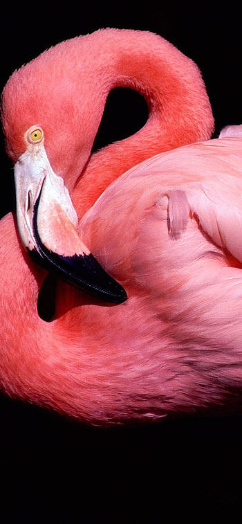 Posing pink flamingo, for , Elegance and grace, Nature's masterpiece HD phone wallpaper