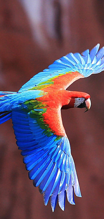 Red and green macaw, Birds HD phone wallpaper