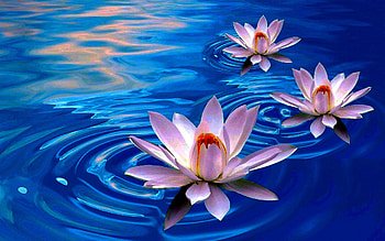 LOTUS FLOWERS, digital, nature, flowers, lotus, pond HD wallpaper