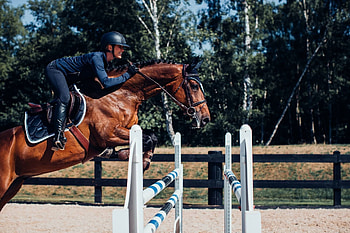 Equestrian Stockholm, Eventing horses, Equestrian fashion, Horse riders HD wallpaper