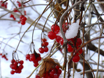 Winter, Nature, Branches, Berry, Viburnum HD wallpaper