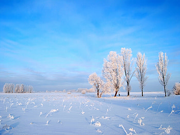 Winter, blue, white, snow, christmas, cool, sky, tree HD wallpaper