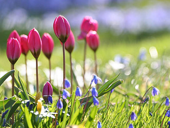 Flowers, Tulips, Blur, Smooth, Greens, Flower Bed, Flowerbed, Sharpness HD wallpaper
