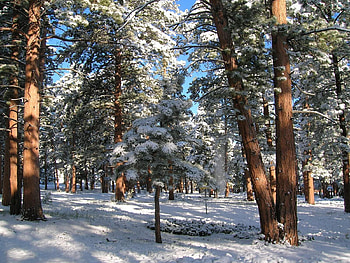 Winter, Nature, Pine, Snow, Forest HD wallpaper