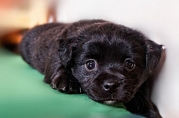 Black Eyes, dog, sweet, eyes, black HD wallpaper