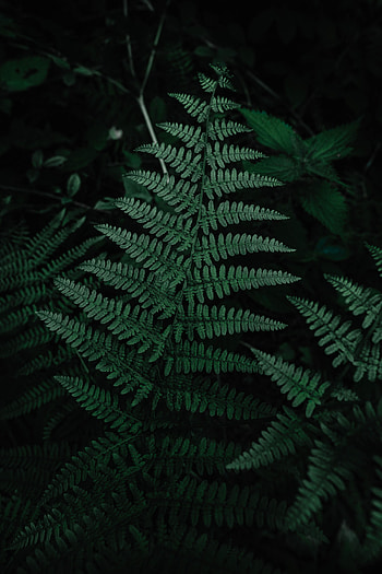 Leaves, Plant, Macro, Fern, Carved HD phone wallpaper