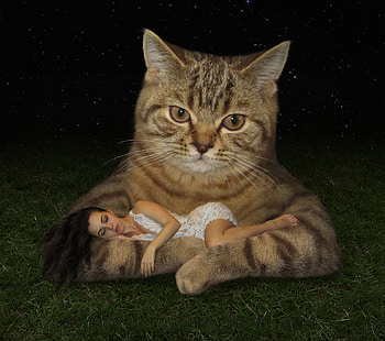 Cosy, pisica, animal, creative, fantasy, cat, girl, sleep HD wallpaper