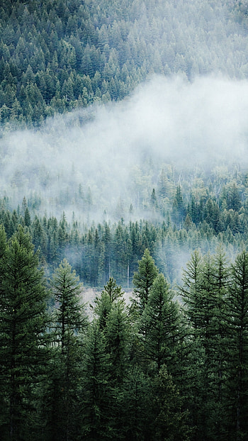 Forest, Nature Green Forest HD phone wallpaper