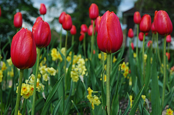 Flowers, Tulips, Close-Up, Flower Bed, Flowerbed, Spring HD wallpaper