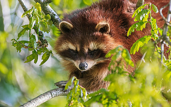 Little Raccoon Bandit Face, mask, cute, raccoon, wild animal, spring, tree, summer, coon, racoon, dangerous HD wallpaper