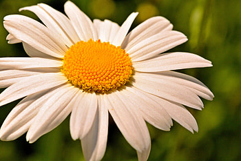 Spring Sunflower, spring flowers, sunflower, beautiful sunflower HD wallpaper