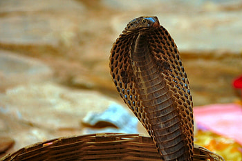 Cobra deadly charm, Nature's fearsome creatures, Animal kingdom marvels, Captivating HD wallpaper