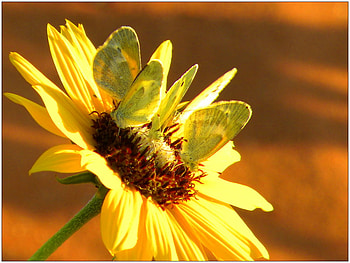 Flower, other, beautiful, nature HD wallpaper