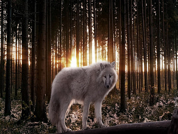 The Beauty Of Me, dogs, woods, wolf, animals HD wallpaper